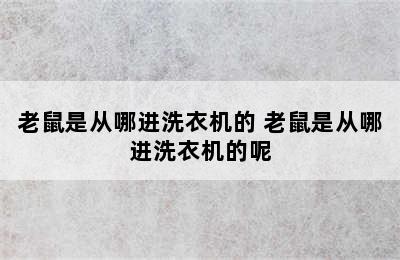 老鼠是从哪进洗衣机的 老鼠是从哪进洗衣机的呢